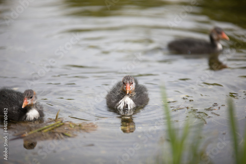 Cute baby waterhens at Sauvabelin Lake in the canton of Vaud in Switzerland photo