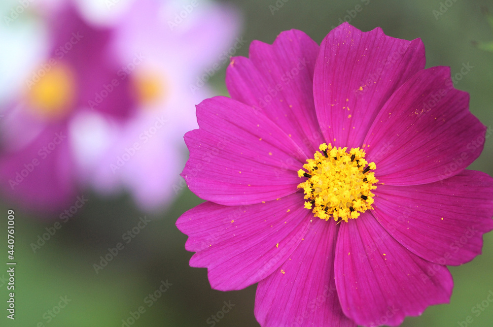 Obraz premium コスモス 赤