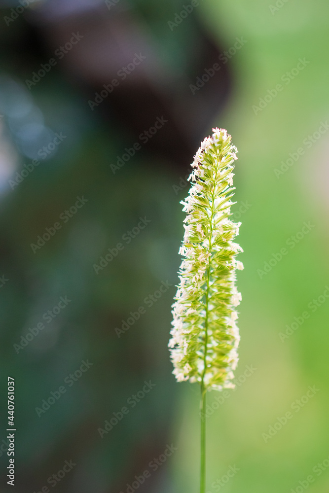 Blühende Grasähre im Gegenlicht. Nahaufnahme und unscharfer Hintergrund. Blühende Grasähre im Gegenlicht. Nahaufnahme und unscharfer Hintergrund.