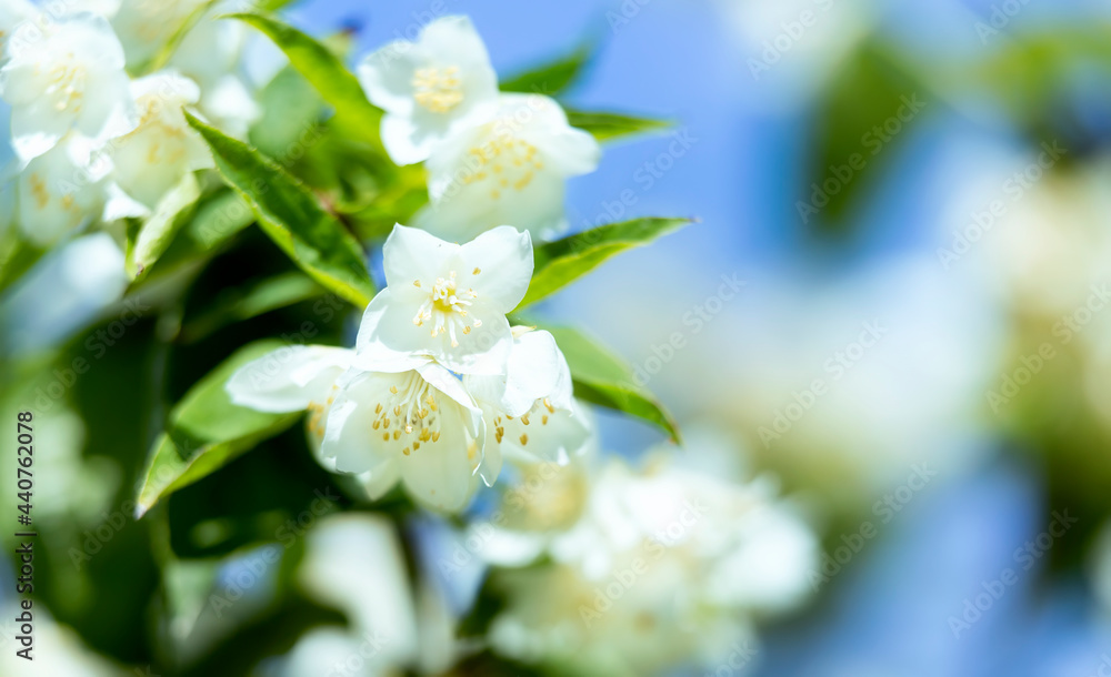 Fresh jasmine branch with white flowers on blue sky background