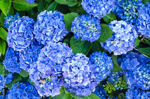 Colorful Hydrangea Flower in Bloom viewed from Above