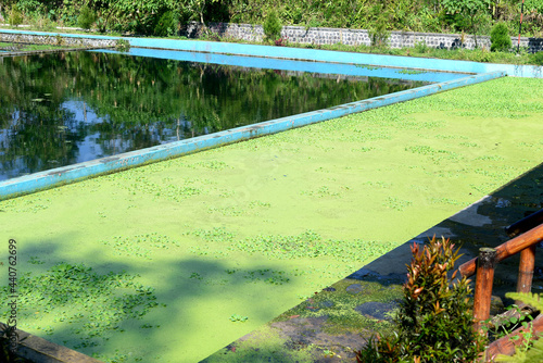 water hyacinth or aquatic plants covering the surface of the pond water