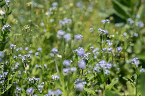 Small blue flowers - forget-me-not and green grass.