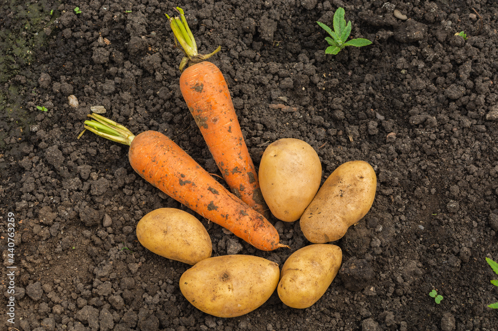 Fresh unwashed potatoes and two carrots are lying on the ground in a field. The harvest of fresh vegetables lies on the ground in the field Fresh unwashed potatoes and two carrots are lying on the ground in a field. The harvest of fresh vegetables lies on the ground in the field