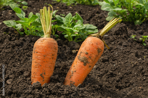 Two fresh carrots are sticking out of the ground. Large unwashed carrots are in the field and are sticking out of the ground