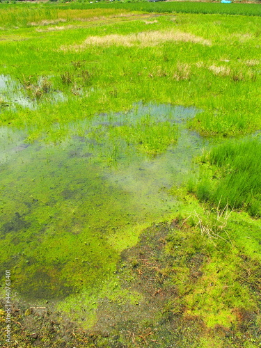 初夏の青空を映す湿地風景