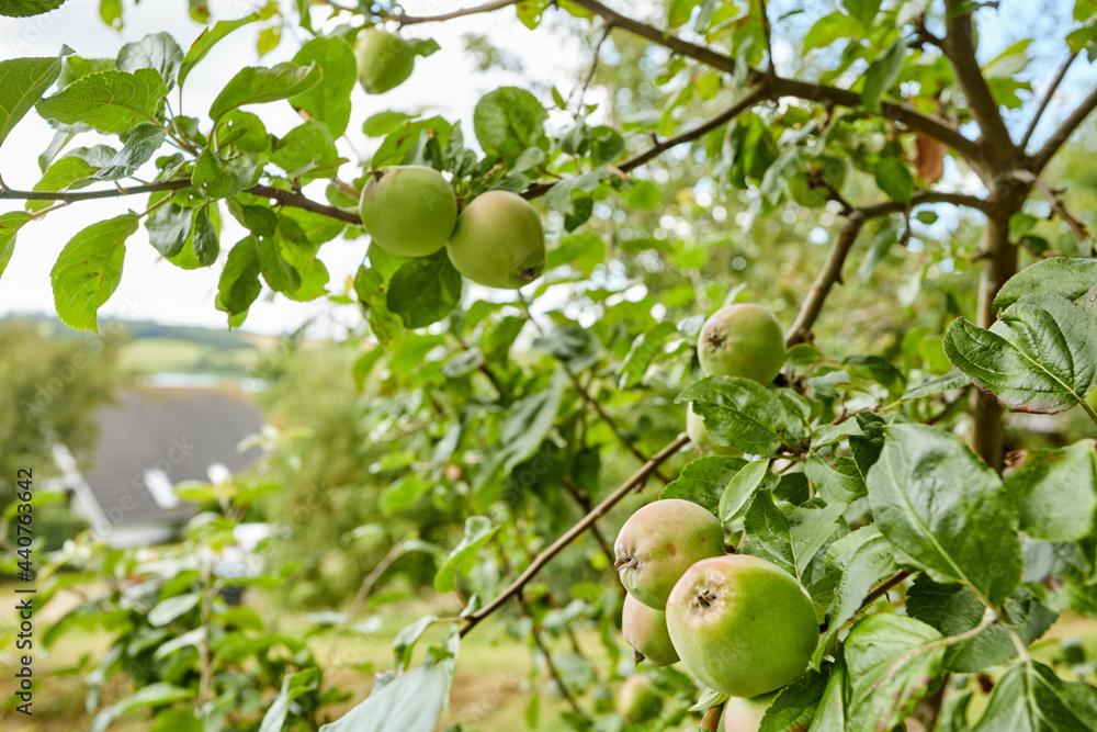 organic fresh apples hanging in apple tree