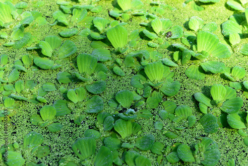 water hyacinth or aquatic plants covering the surface of the pond water