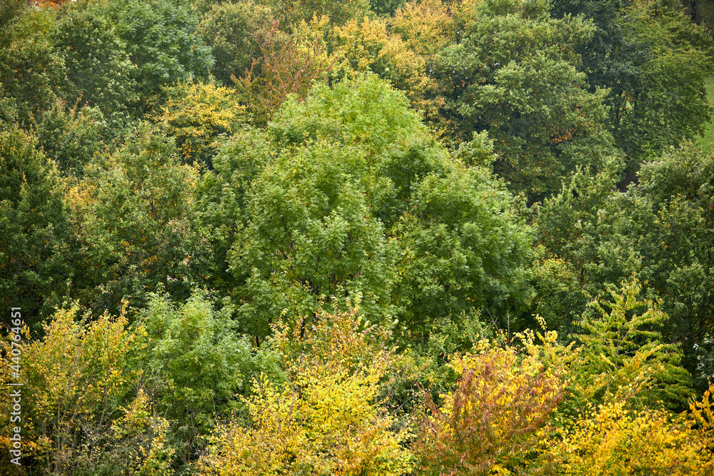 green and yellow beautiful wild forest with large trees green and yellow beautiful wild forest with large trees
