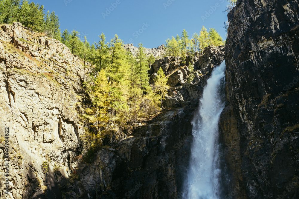 Scenic autumn landscape with vertical big waterfall and yellow trees at mountain top in sunshine. Powerful large waterfall in rocky gorge. High falling water and trees of golden colors in fall time.