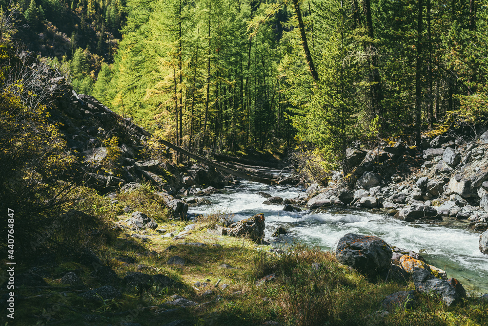 Scenic alpine landscape with mountain river in wild autumn forest in sunshine. Vivid autumn scenery with beautiful river among trees and thickets in sunny day. Mountain brook in woods in fall time.