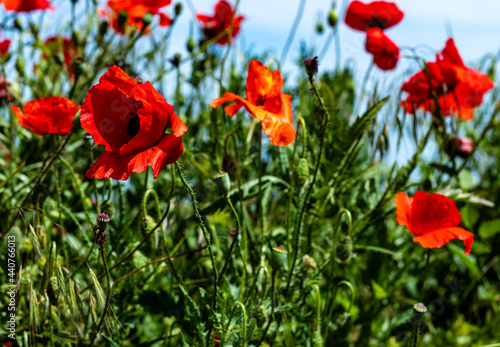 Red poppies contrasted with the green of the stem and leaves and the blue of the sky used as a background