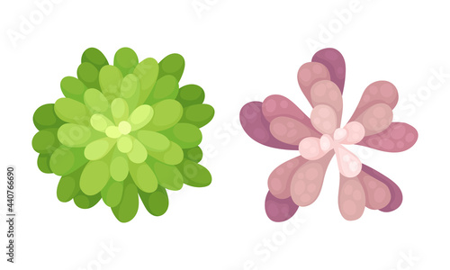 Succulent Plant with Thickened Fleshy Leaves Above View Vector Set