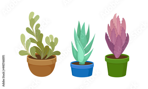 Succulent Plant with Thickened Fleshy Leaves Rested in Flowerpot Vector Set.