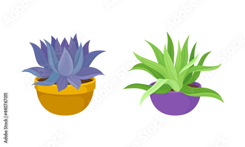 Succulent Plant with Thickened Fleshy Leaves Rested in Flowerpot Vector Set.