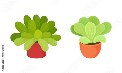 Succulent Plant with Thickened Fleshy Leaves Rested in Flowerpot Vector Set.