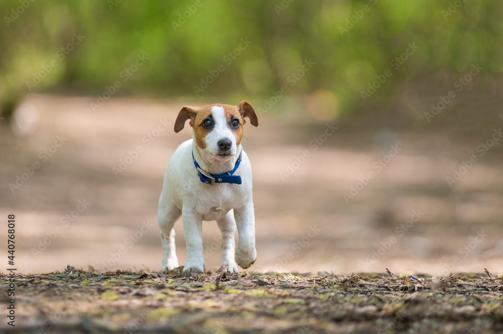 Obraz premium Lost dog jack russell terrier in the forest