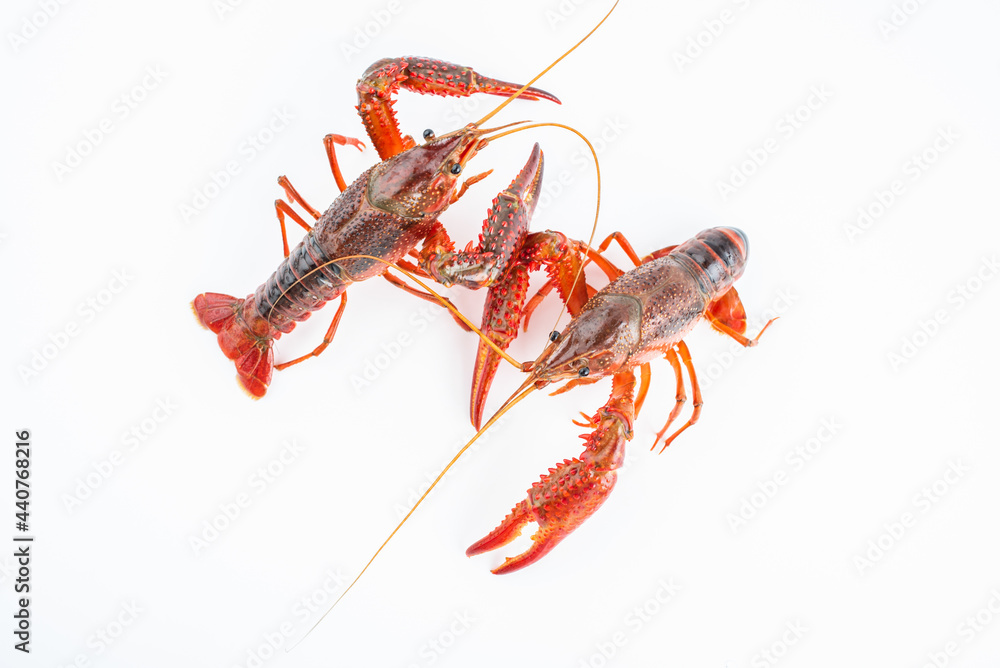 Fresh crayfish on white background Fresh crayfish on white background