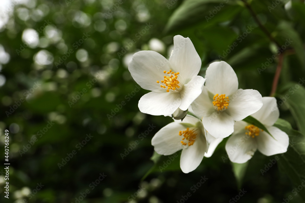 Closeup view of beautiful jasmine flowers outdoors. Space for text