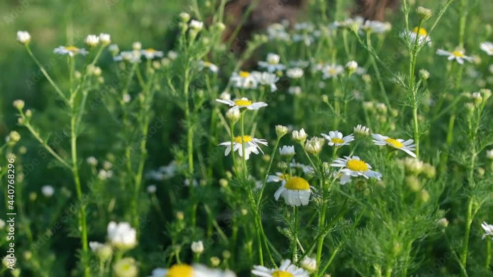 Wild flowers on an Alpen meadow in summer. Chamomiles, lupins and other flowers and plants waving in the wind against blue sky. slow motion