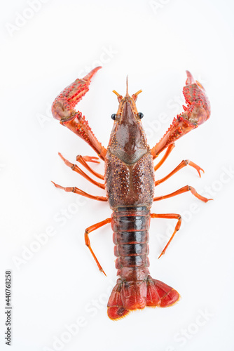 A fresh crayfish on white background