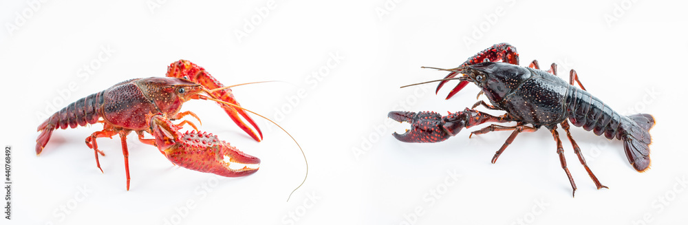 Two fresh crayfish on white background Two fresh crayfish on white background