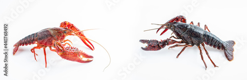 Two fresh crayfish on white background photo