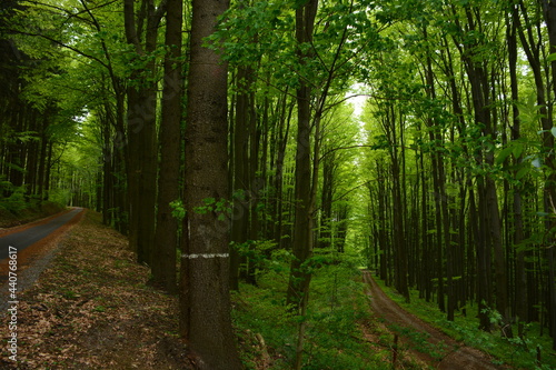 Fototapeta Naklejka Na Ścianę i Meble -  Two forest roads in beautiful green forest