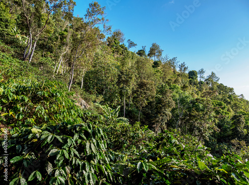 Coffee Plantation, Blue Mountains, Saint Andrew Parish, Jamaica