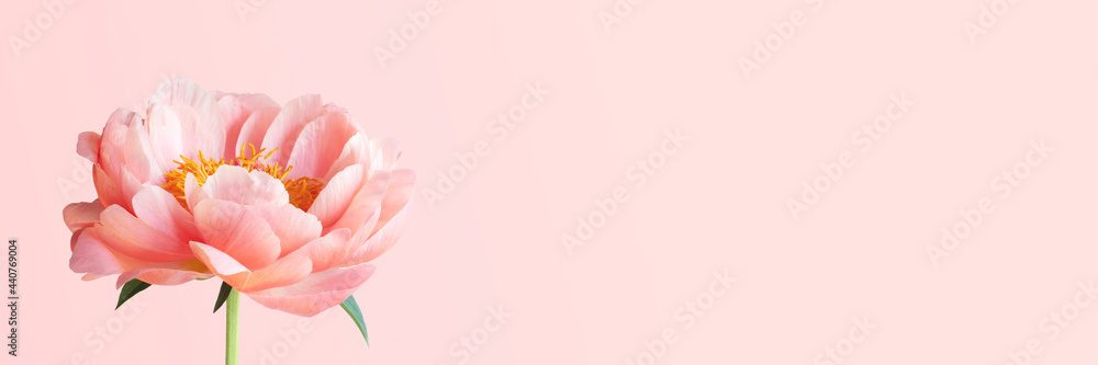 Banner with coral blooming peony, tender beautiful flower Banner with coral blooming peony, tender beautiful flower
