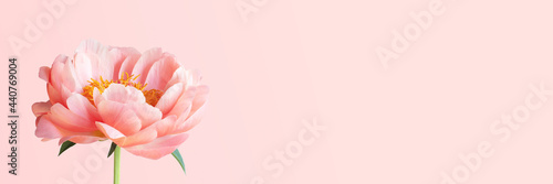 Banner with coral blooming peony, tender beautiful flower © alinakho