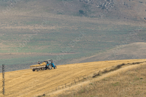 Farmers harvesting hay in the field