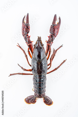 A crayfish with plucked shrimps on a white background