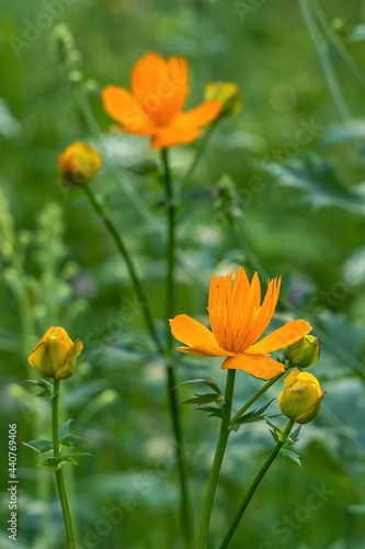 Orange flowers swimsuit close-up on a blurred background.