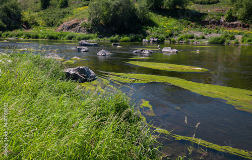 Scenic view of a river with algae and large rocks