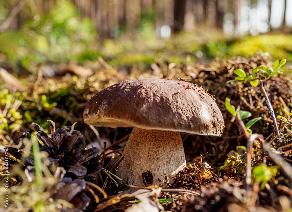 Boletus edulis, Roztocze Forest, Lublin Voivodeship, Poland Boletus edulis, Roztocze Forest, Lublin Voivodeship, Poland