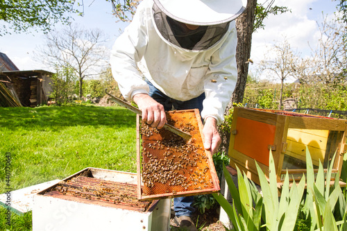 Beekeeper is looking swarm activity over honeycomb on wooden frame, control situation in bee colony. © catherinelprod