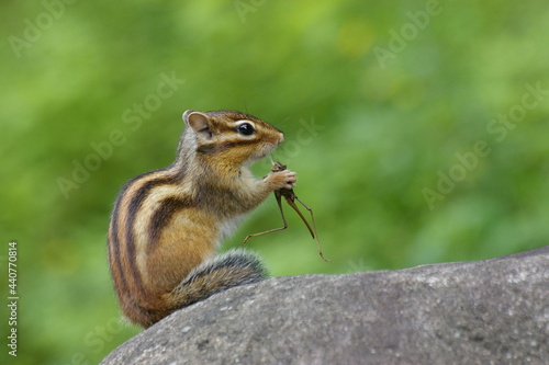 식사 중인 다람쥐 © 인성 양