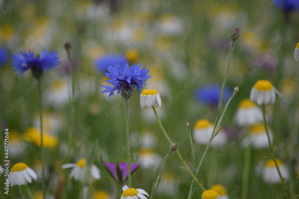 Cornflowers in a meadow in St Austell Cornwall
