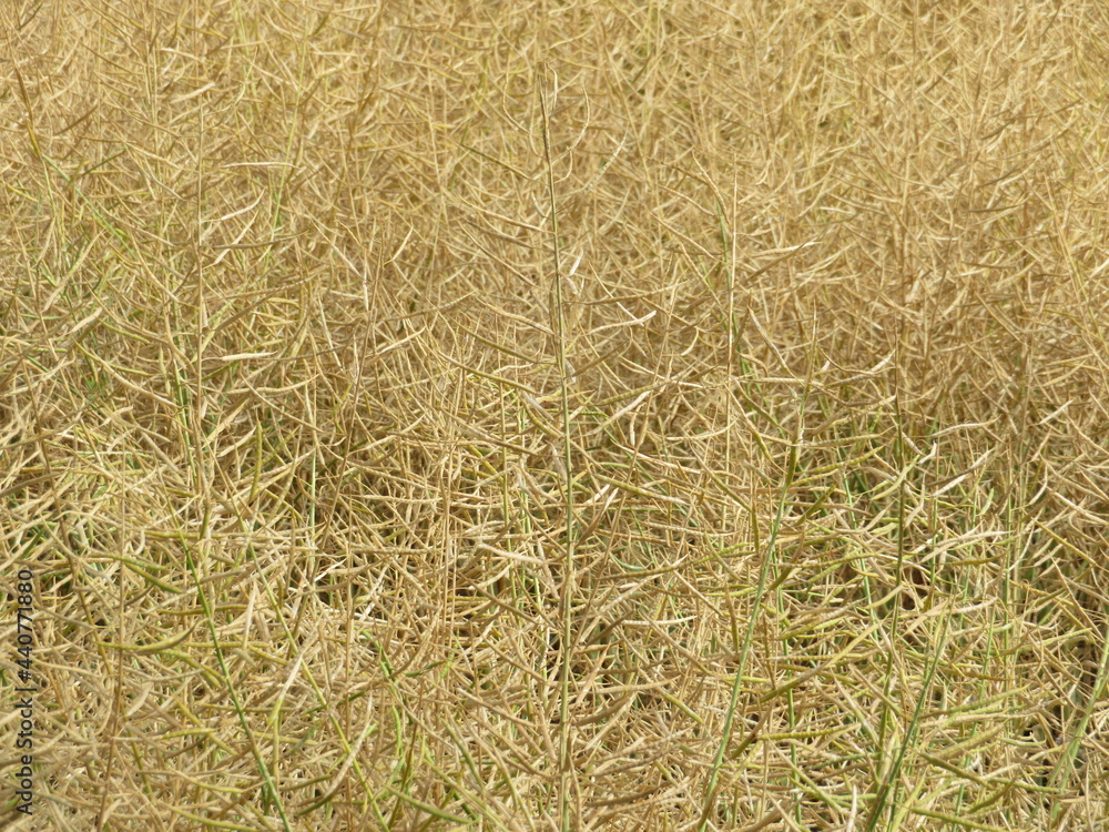 beautiful field of ripe golden cereal ready to harvest natural food beautiful field of ripe golden cereal ready to harvest natural food