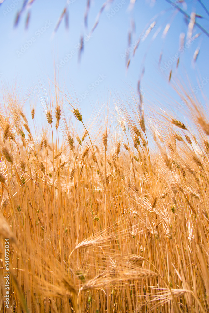 Fototapeta premium Wheat fields. Ears of golden wheat close up. Beautiful Nature Landscape. Rural landscapes in shining sunlight. Background of the ripening of the ears of a wheat field. Rich harvest concept.