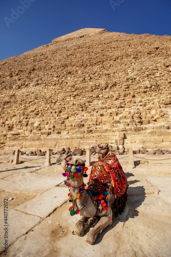 Beautiful camel on a background of pyramids © Maygutyak