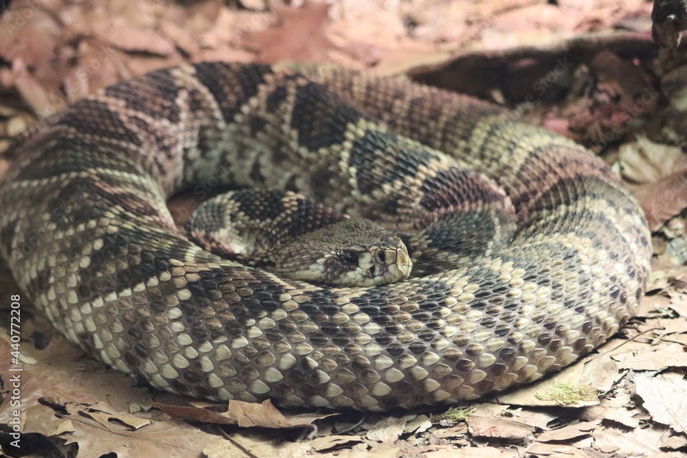 beautiful dangerous snake silent stealth reptile venom beautiful dangerous snake silent stealth reptile venom