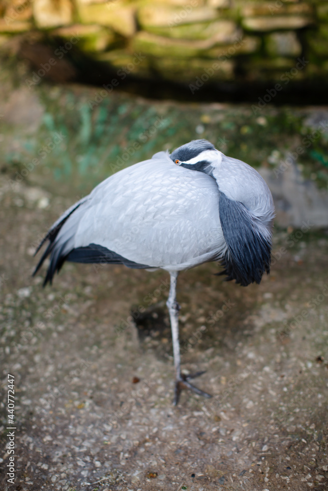 Fototapeta premium Grey Heron sleeps standing up