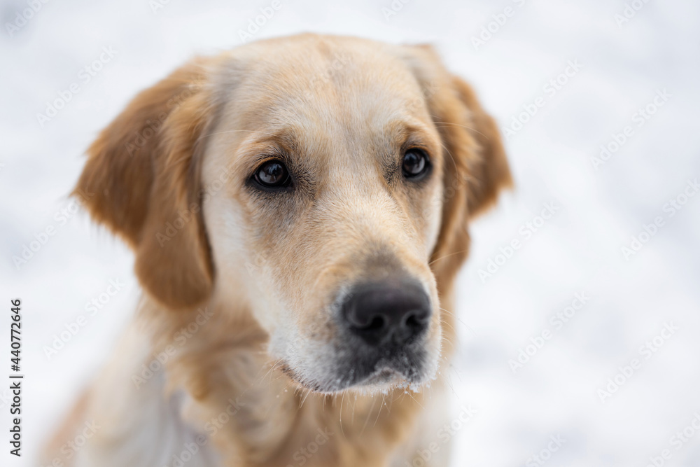 Portrait of cute young golden retriever dog isolated on white snow background. Closeup view of doggy face Portrait of cute young golden retriever dog isolated on white snow background. Closeup view of doggy face