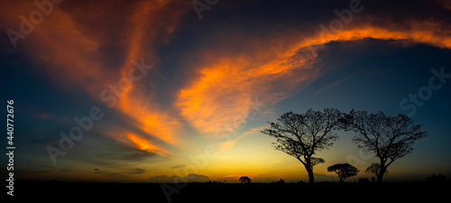 Panorama silhouette tree in africa with sunset.Tree silhouetted against a setting sun.Dark tree on open field dramatic sunrise.Typical african sunset with acacia trees in Masai Mara, Kenya © noon@photo