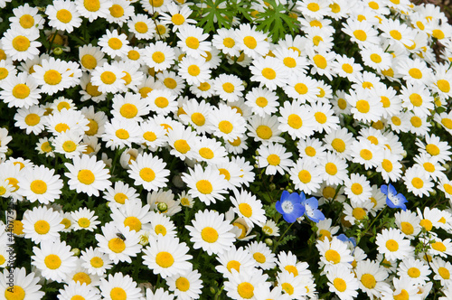 The name of these flowers is 
