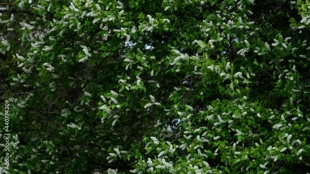 Fresh and long white Bird Cherry tree (Prunus padus) blossoms with dark green leaves. Twigs with beautiful flowers in the wind before the spring storm. Magical, cinematic 4k shot of a tree in a park. Fresh and long white Bird Cherry tree (Prunus padus) blossoms with dark green leaves. Twigs with beautiful flowers in the wind before the spring storm. Magical, cinematic 4k shot of a tree in a park.