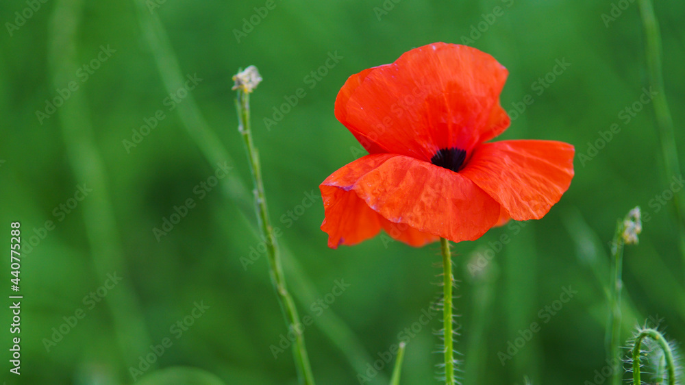 Naklejka premium Red poppy