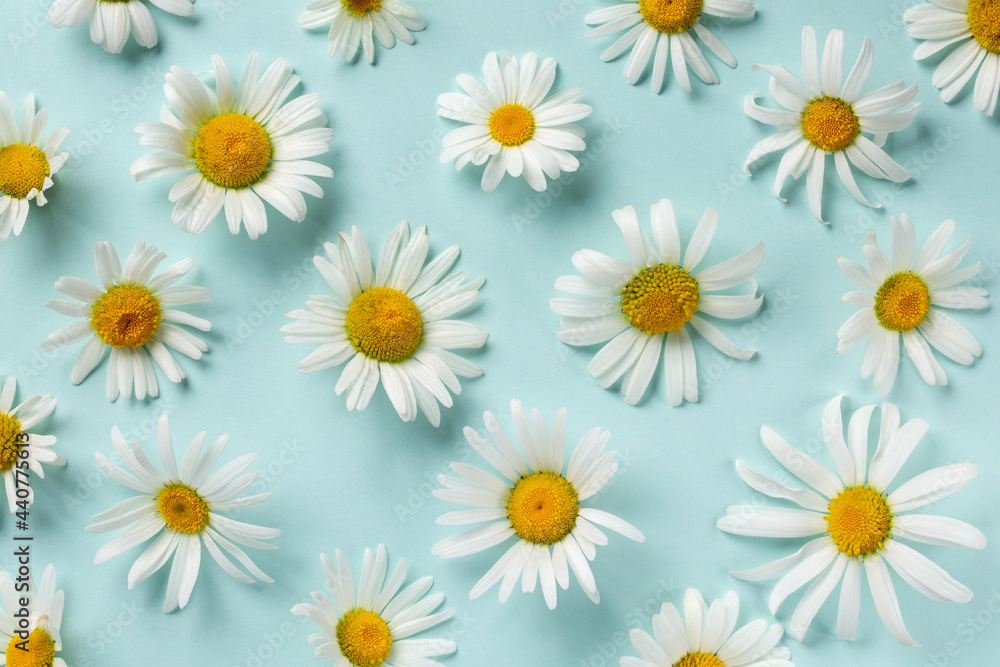 Summer pattern with chamomile flowers. White daisy flowers  on light blue background. Top view, flat lay, close-up.